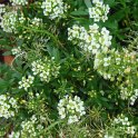 Lobularia maritima 'Wonderland jaune citron'